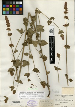 Image of Cedronella breviflora