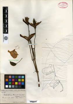 Image of Louteridium donnell-smithii