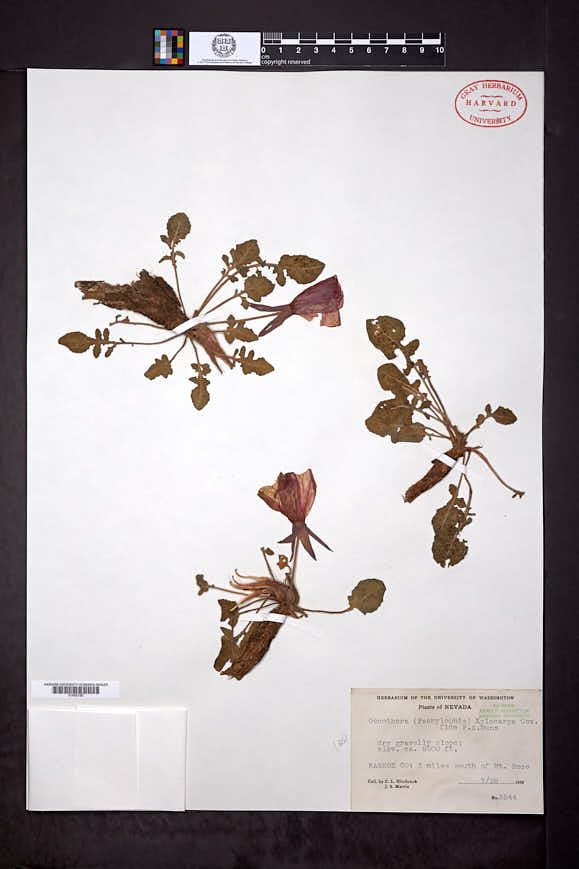 Oenothera xylocarpa image