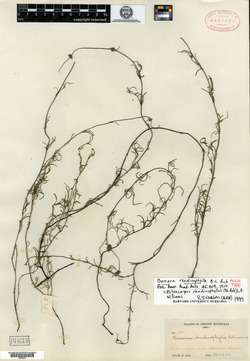 Image of Mitracarpus linearifolius