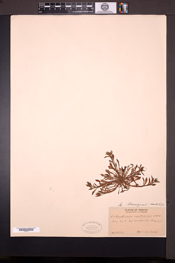 Calandrinia menziesii image