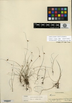 Image of Cyperus arsenei