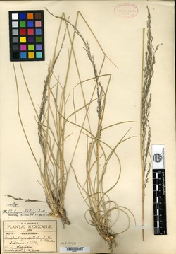 Image of Muhlenbergia distans