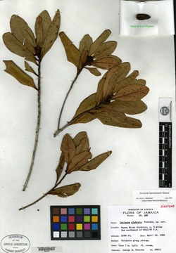 Image of Gordonia glabrata