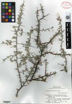 Image of Lycium berberioides