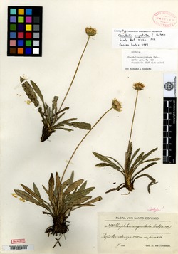 Image of Chaptalia angustata