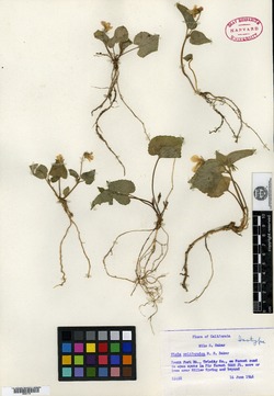 Image of Viola californica