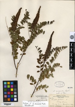 Image of Amorpha arizonica