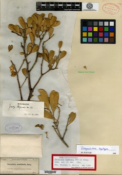 Image of Jacquinia keyensis