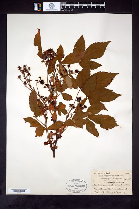 Rubus elegantulus image