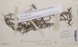 Usnea angulata image
