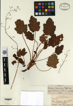 Image of Heuchera diversifolia