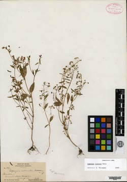 Image of Lopezia cornuta