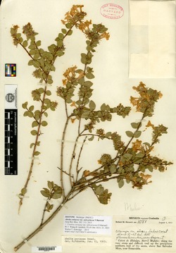 Vesalea coriacea var. subcoriacea image