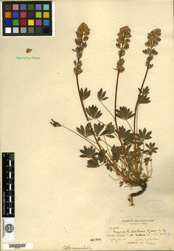 Image of Lupinus culbertsonii