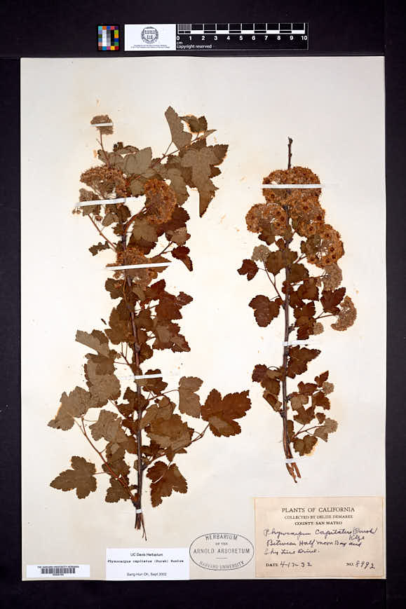 Physocarpus capitatus image