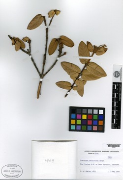 Image of Guettarda densiflora