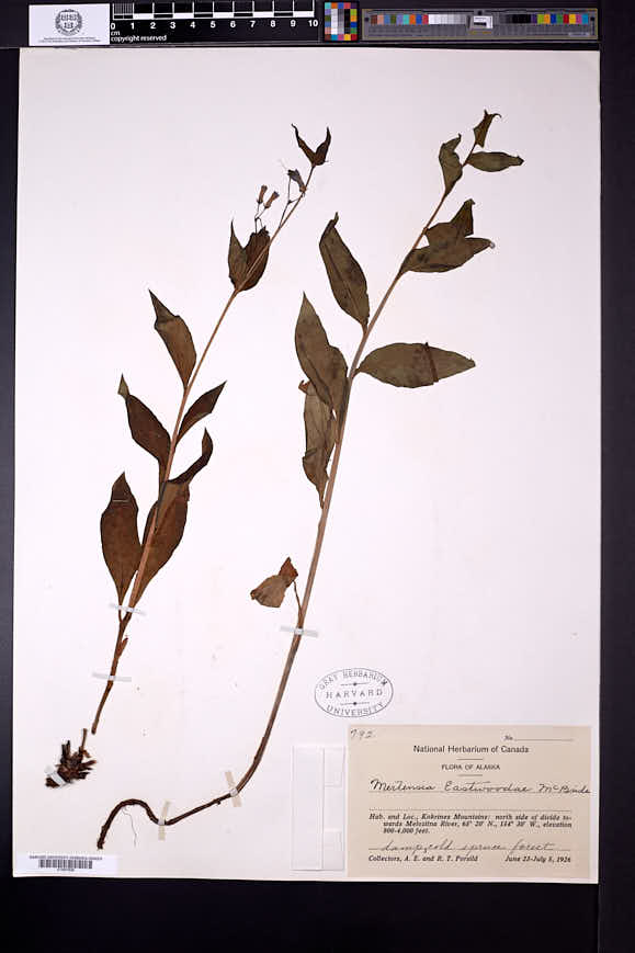 Mertensia eastwoodiae image