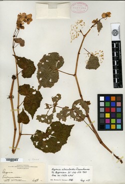 Image of Begonia boissieri