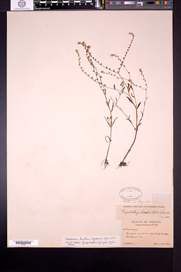 Plagiobothrys hirtus var. figuratus image