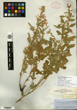 Sphaeralcea coccinea var. elata image