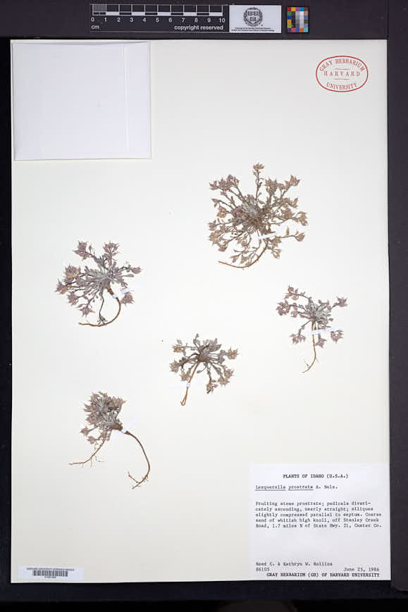 Physaria prostrata image