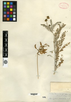 Image of Astragalus nevinii