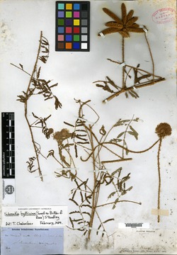 Leptoglottis hystricina image
