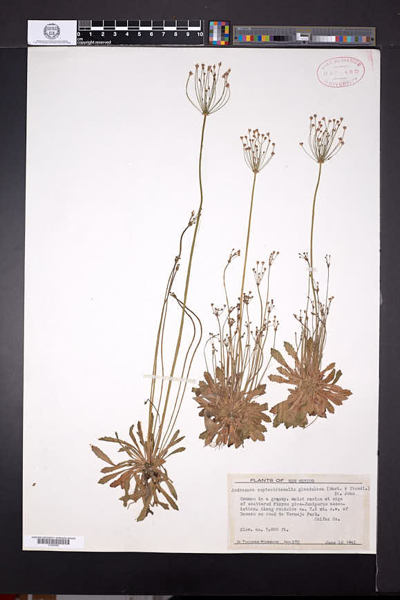 Androsace septentrionalis subsp. glandulosa image