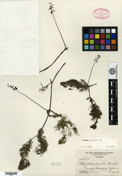 Utricularia mixta image