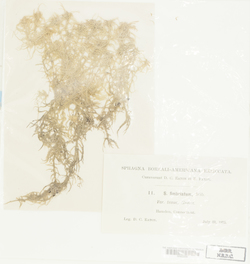 Sphagnum fimbriatum var. tenue image