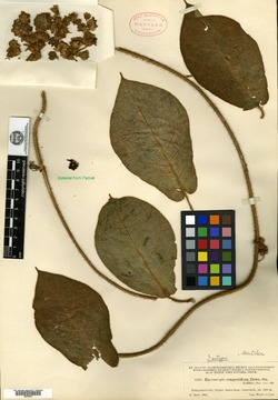 Image of Macroscepis pleistantha