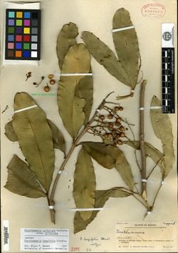 Forchhammeria longifolia image