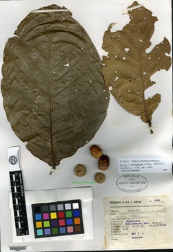 Quercus platyphylla image