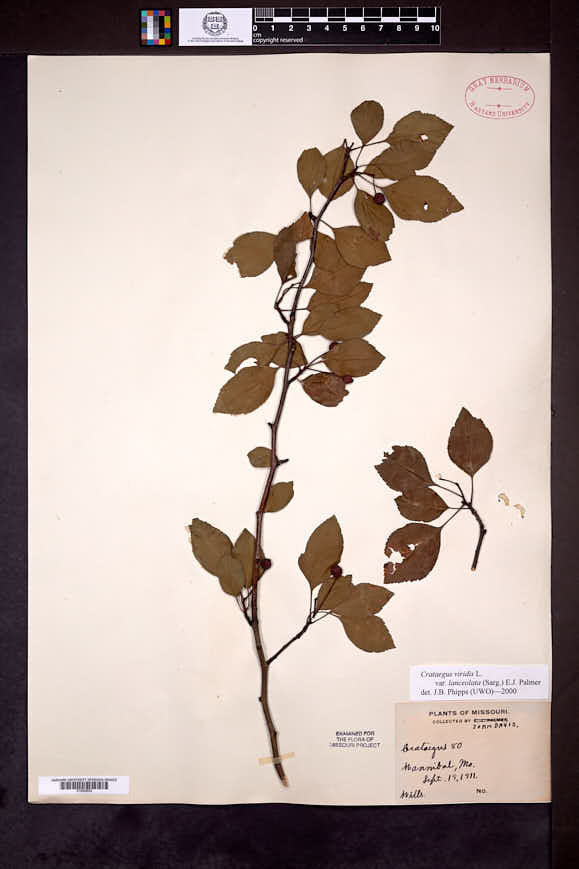 Crataegus viridis var. lanceolata image
