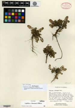 Image of Lepidium beamanii