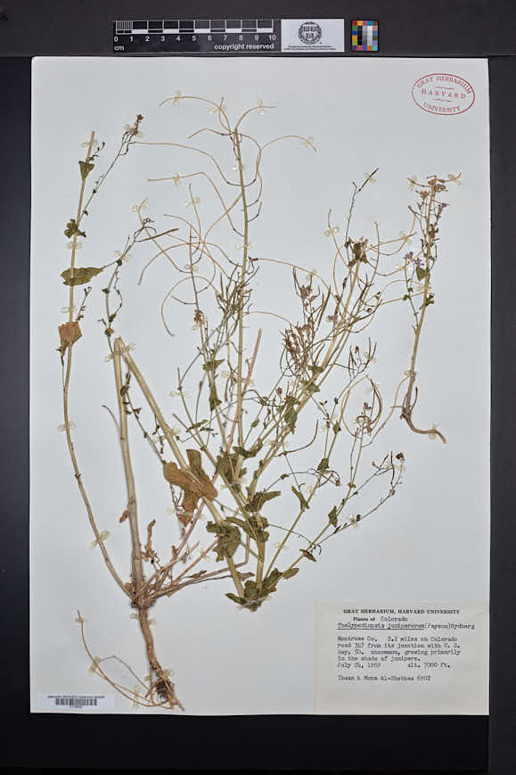 Thelypodiopsis juniperorum image