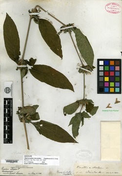 Dipteracanthus micranthus image