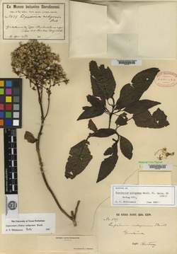 Image of Critonia nubigena