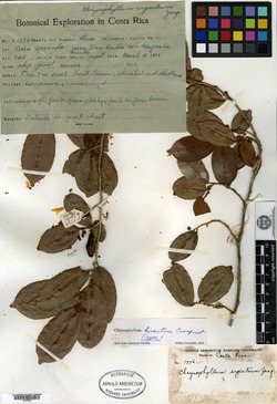 Chrysophyllum hirsutum image