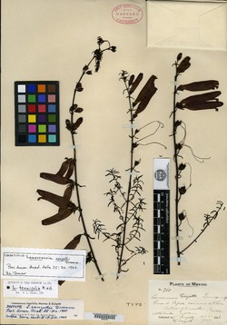 Image of Lamourouxia tenuifolia