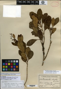 Haenianthus obovatus image