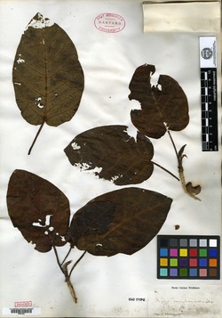 Image of Ficus membranacea