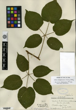 Rubus allegheniensis var. populifolius image