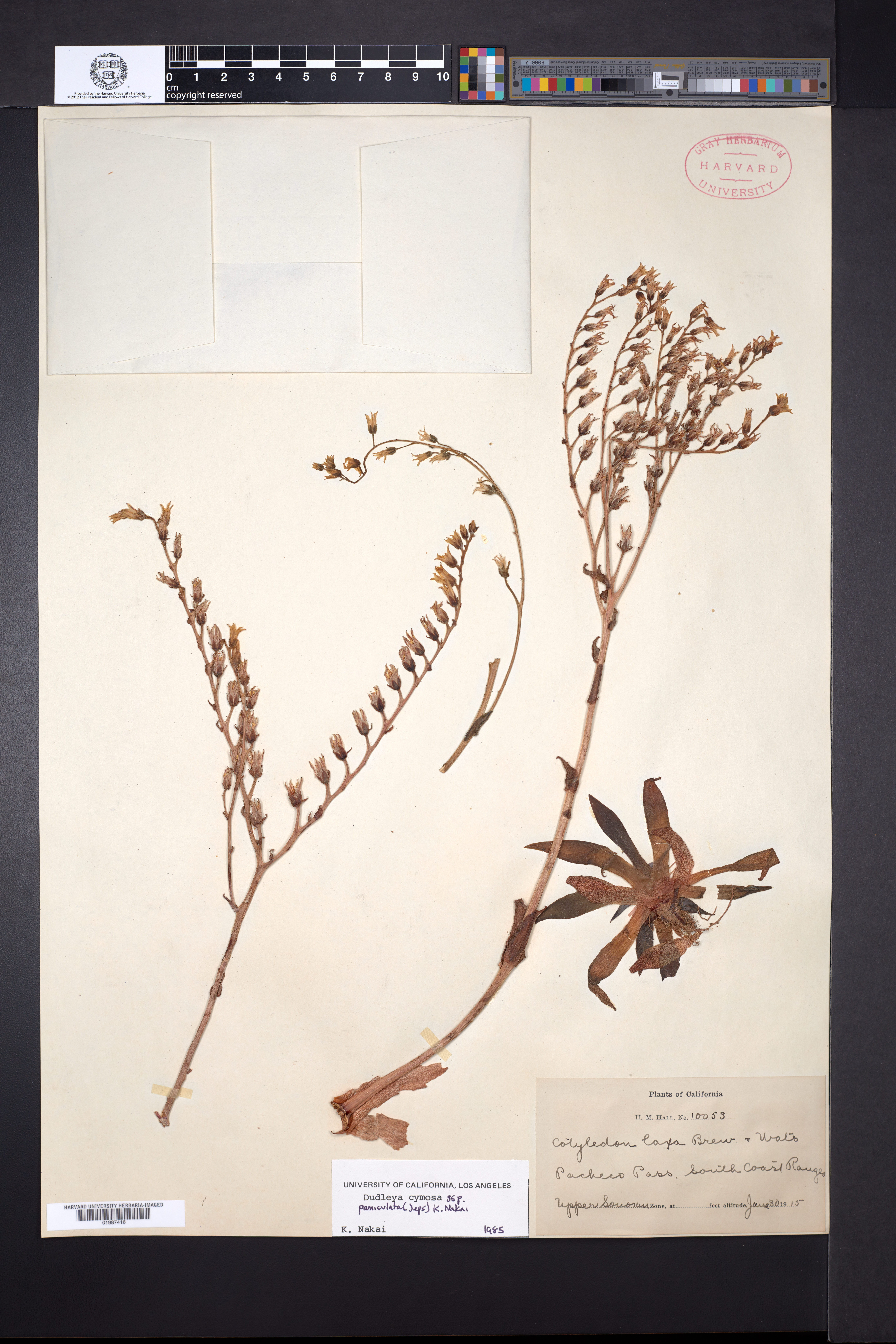 Dudleya cymosa subsp. paniculata image