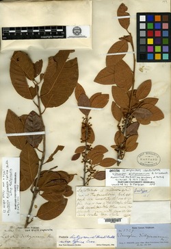 Image of Pouteria dictyoneura