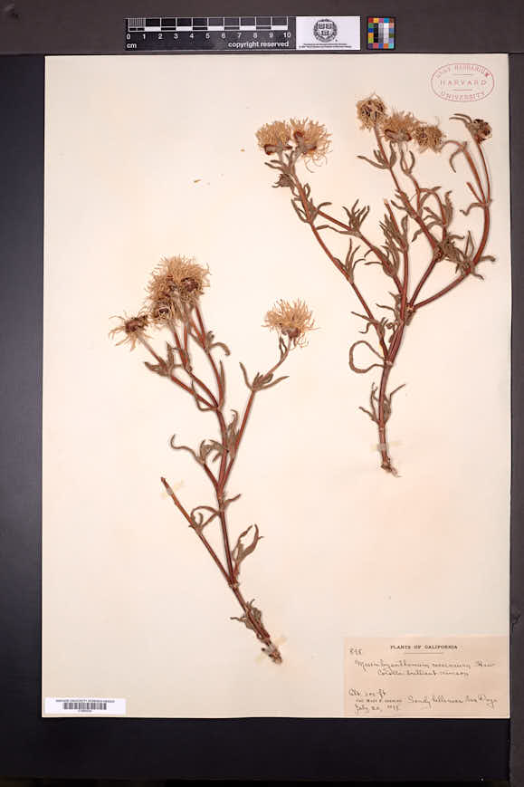 Image of Lampranthus coccineus