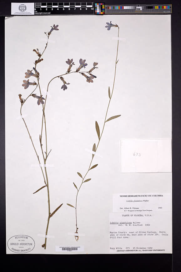 Lobelia glandulosa image
