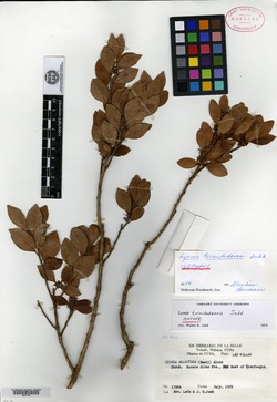 Image of Lyonia trinidadensis