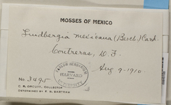 Lindbergia mexicana image